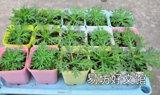 玛格丽特养殖方法 玛格丽特养殖方法与技巧