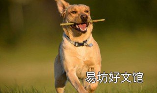 被主人打过的狗还能养吗 养的狗被别人打死了