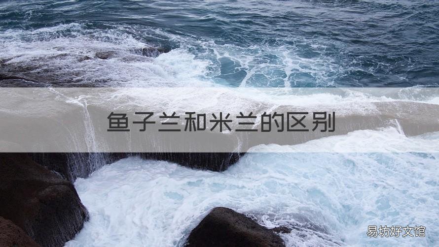 魚子蘭和米蘭的區(qū)別 魚子蘭和米蘭的區(qū)別是什么