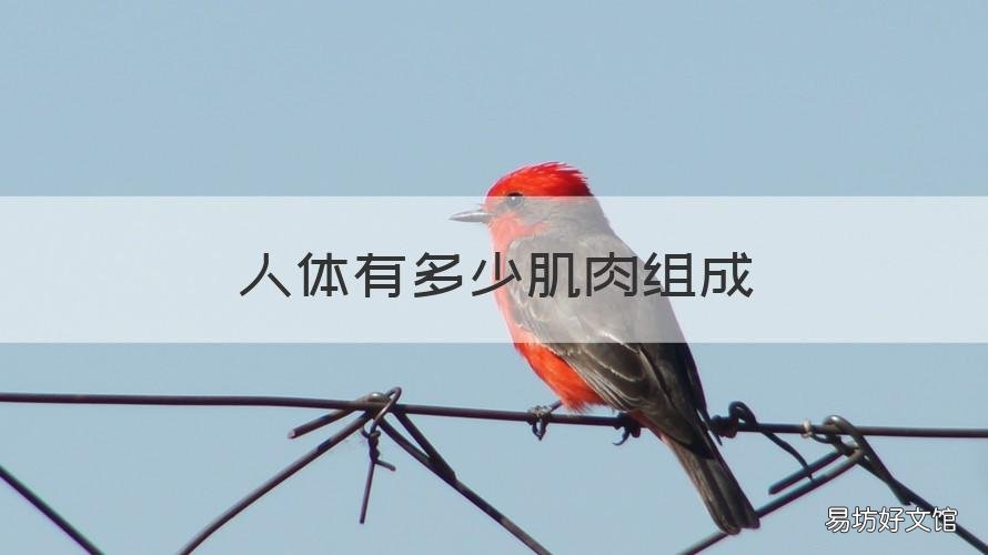 人体有多少肌肉组成