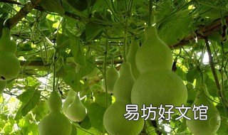 葫芦可以喷摩丝吗 葫芦可以喷摩丝吗有毒吗