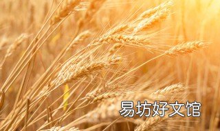 65公分小麦品种有哪些 585小麦品种简介