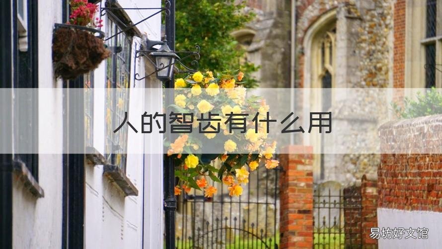 人的智齒有什么用 智齒有何用