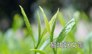 怎么能使高山白茶早發(fā)芽早采 白茶 采摘