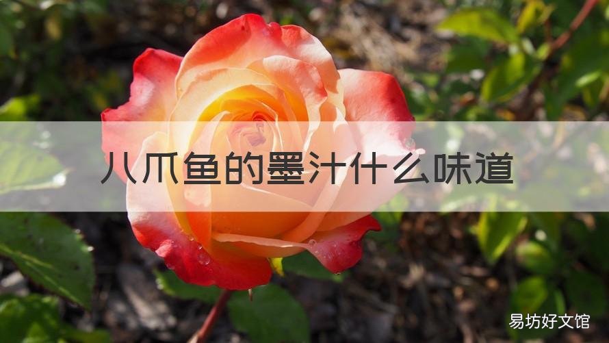 八爪魚的墨汁什么味道 八爪魚有墨汁好還是沒墨汁好