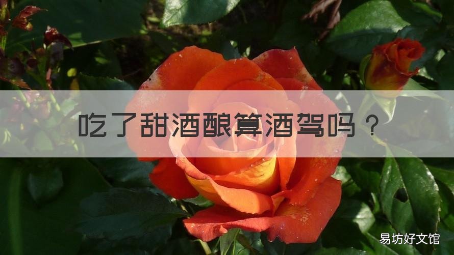 吃了甜酒釀算酒駕嗎 吃甜酒屬于酒駕嗎