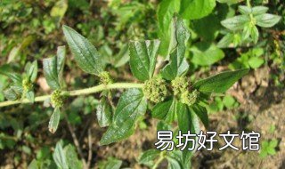 大飞扬草的功效 大飞扬草的功效与作用及禁忌