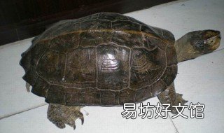 順德龜交易市場在哪 順德龜市場批發(fā)市場