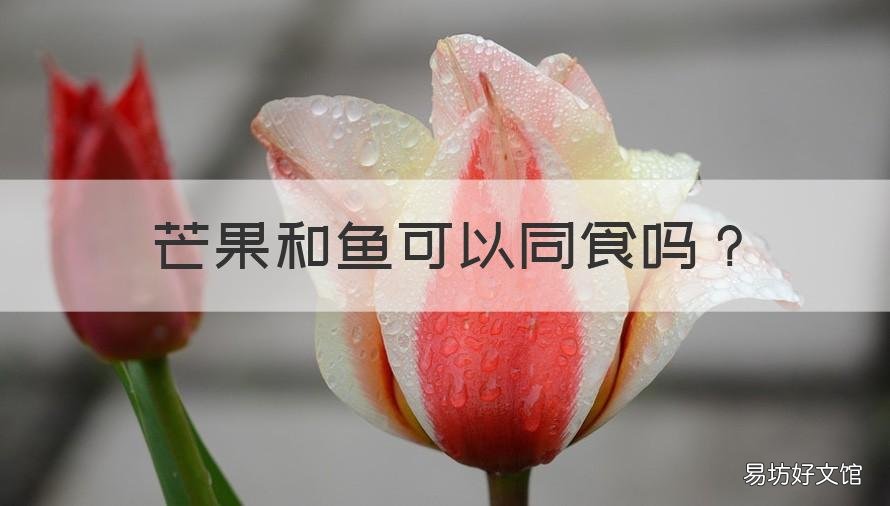 芒果和魚可以同食嗎