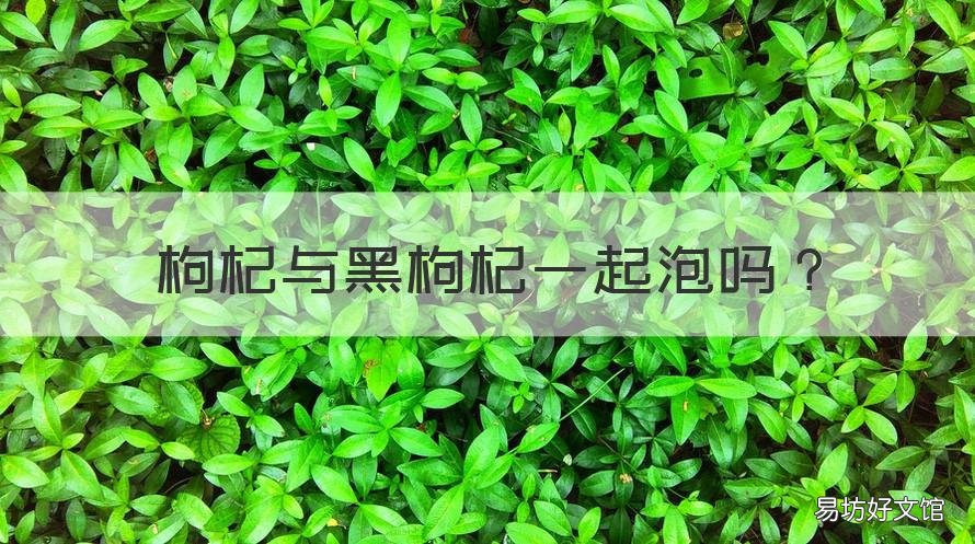 枸杞与黑枸杞一起泡吗 黑枸杞和枸杞一起泡