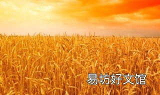 丰德存小麦几号最好 丰德存小麦几号最好卖
