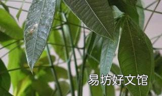 如何防治发财树落叶 如何防治发财树落叶问题