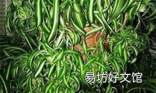 稻殼灰對植物有什么用 稻草灰對植物的作用