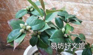 茶花花蕾一枝留幾個 茶花每個枝條上留幾朵花