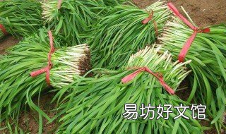 韭菜什么时候就不能割了 韭菜到几月份就不能再割了