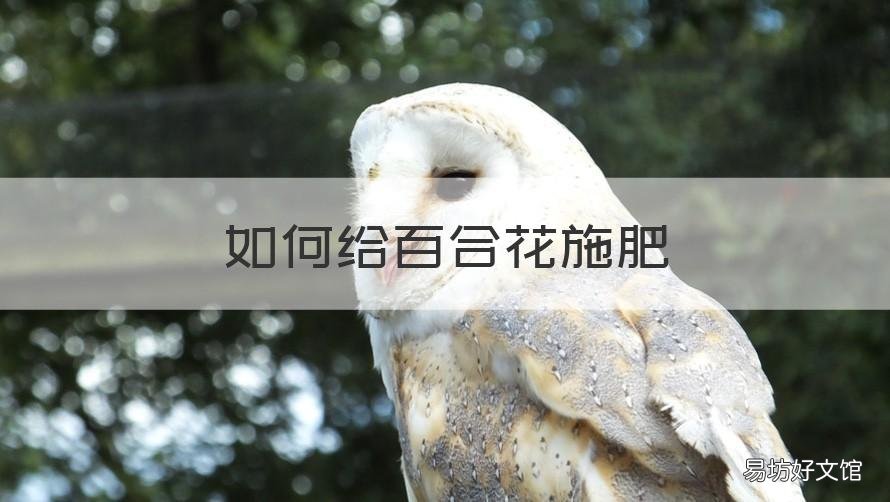 如何给百合花施肥 如何给百合花施肥视频教程