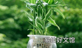 養(yǎng)富貴竹禁忌 養(yǎng)富貴竹有講究嗎