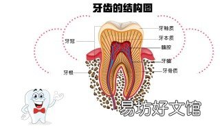 牙本質(zhì)暴露怎么修復(fù) 牙本質(zhì)暴露怎么修復(fù)的