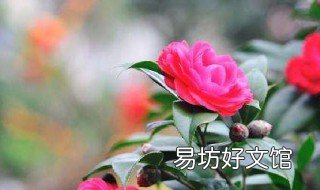 如何让茶花多发枝 怎么使茶花枝繁叶茂