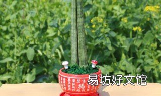 石笔虎尾兰开花如何修剪 虎尾兰叶尖干枯要剪掉吗
