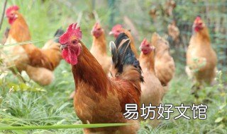 鸡感冒用什么药见效快 鸡感冒用什么药见效快一点
