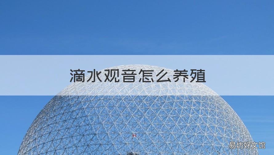 滴水观音怎么养殖 滴水观音养殖在家里好不好呀