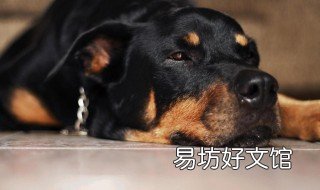 梦见被黑狗咬 梦见被黑狗咬了腿是什么意思