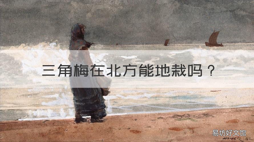 三角梅在北方能地栽吗 三角梅在北方能地栽吗图片