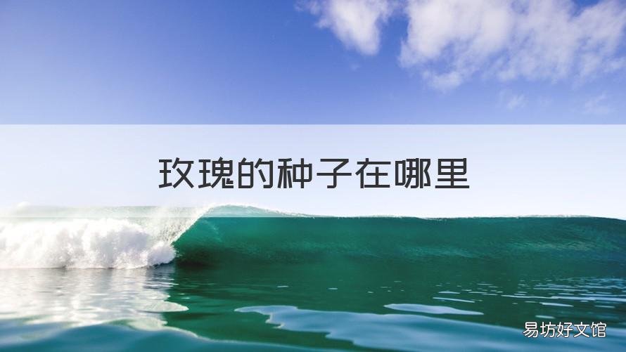玫瑰的种子在哪里 玫瑰的种子是什么样的