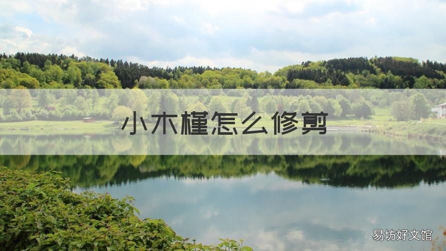 小木槿怎么修剪 小木槿怎么修剪成球形