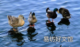 鸭子的功效与作用 鸭子的功效与作用及禁忌