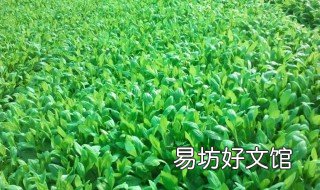 清明前后種什么蔬菜 清明前后種什么蔬菜瓜果不怕水淹
