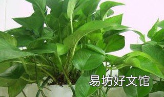 绿萝叶子发黄怎么补救 绿萝叶子发黄怎么补救 百度网盘