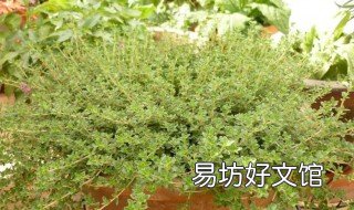 炖羊肉放百里香可以吗 炖羊肉能放百香果吗