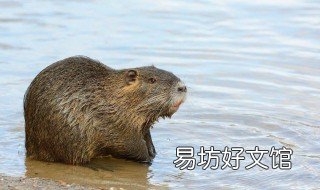 海狸鼠养殖技术 海狸鼠养殖基地