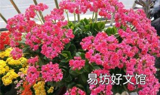 万寿花怎么养殖 万寿花养植方法