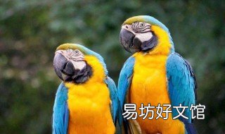 蓝喉金刚鹦鹉的寿命 蓝翅金刚鹦鹉