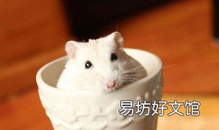 幸运萌宠怎么猜 qq幸运萌宠怎么猜
