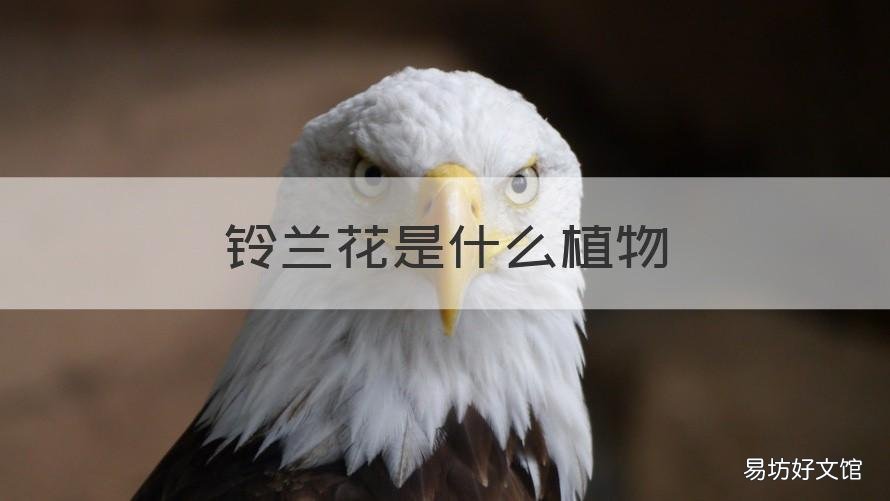 铃兰花是什么植物 铃兰花的种类