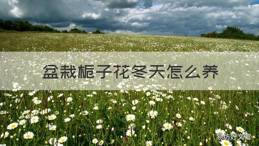 盆栽栀子花冬天怎么养 盆栽栀子花冬天养护