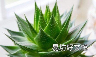 芦荟滴在小白鞋怎么能擦掉 芦荟胶擦鞋
