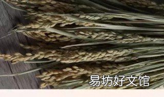 古代一粒米的种植过程 古代一粒米的故事