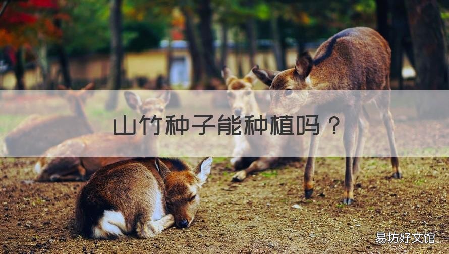 山竹种子能种植吗 山竹树苗怎么种