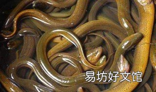 香油捕黄鳝泥鳅绝招 香油泡蚯蚓能抓黄鳝吗