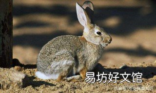 沙漠棉尾兔的寿命 沙漠棉尾兔图片