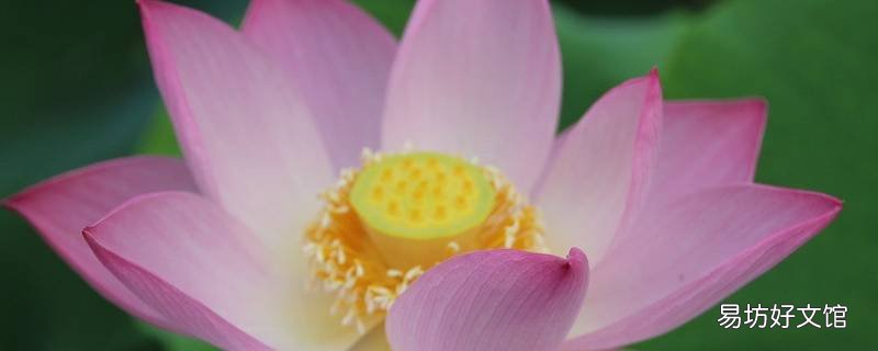 荷花代表什么 荷花代表什么生肖