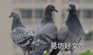 梦见自己是鸽子好不好 梦里梦见鸽子是什么寓意