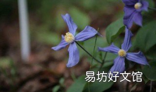 铁线莲用什么盆比较好 铁线莲用什么盆比较好养护
