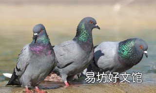 鸽子嘴巴一张一合怎以办 鸽子嘴巴一张一合是什么病