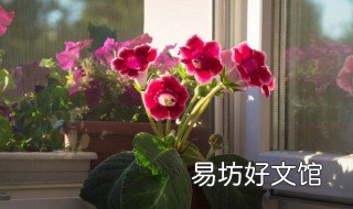 大岩桐花叶子怎么扦插 大岩桐花叶子怎么扦插成活率高